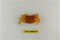 藏品(南澳澤蟹)的圖片